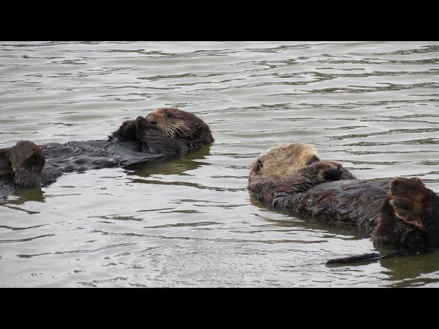 Otterly Adorable Sleeping, Tossing and Turning