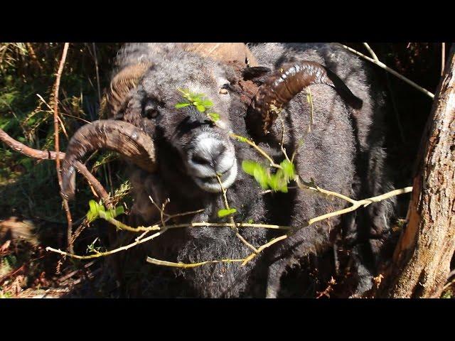 Angry ram comes running when he hears the drone.. to get sheep nuts!