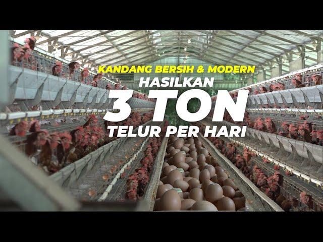 Ternak Ayam Petelur dgn Kandang Modern, Bersih dan Hemat Pakan ‼️