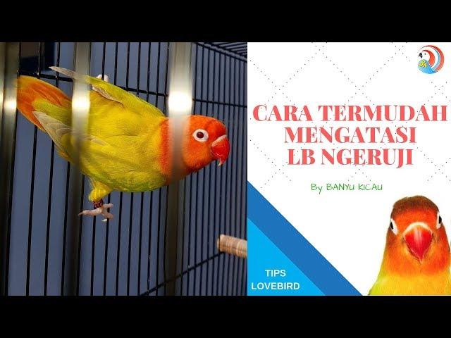 cara termudah mengatasi lovebird ngeruji digantangan