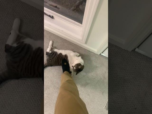 cat doesn’t like foot