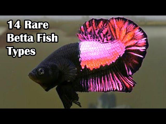 Top Rare Betta Fish Breeds: Explore The Best Of Betta Types