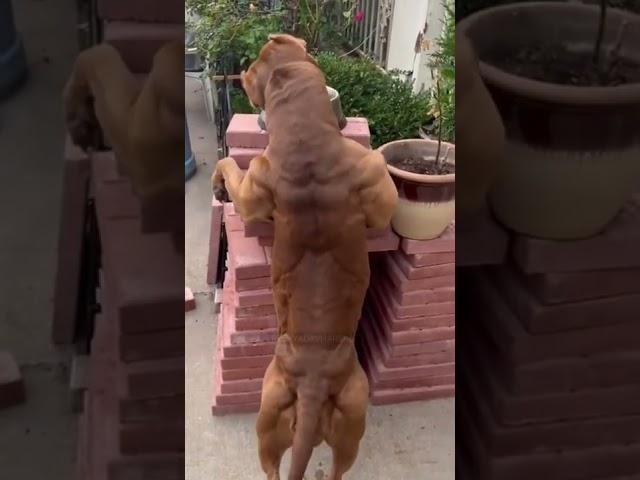 muscular pitbull dog breed dangerous video #preetyadavharsud #shorts 