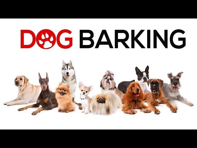 Dogs Barking  Sounds To Make Your Dog REACT | 34+ Breeds Including Yours