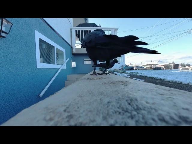 Feeding Crows