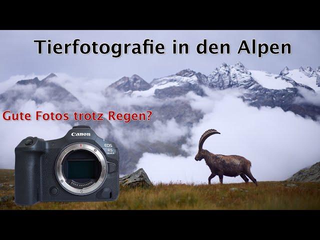 König der Alpen - Steinböcke im Gran Paradiso Nationalpark fotografieren