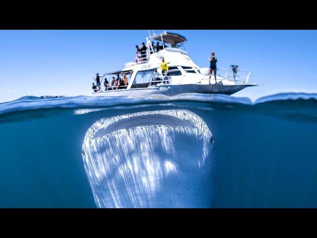 Морские Монстры, Нападающие На Суда