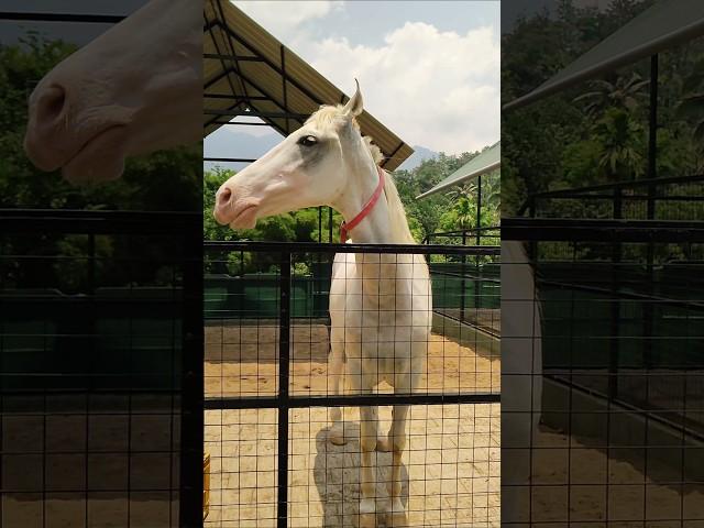 Horse #vythirifarm #wayanad