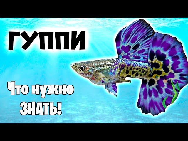 Гуппи в аквариуме - Что нужно знать - Аквариумистика