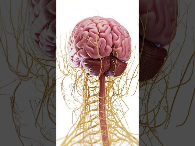  Explore the Complex Anatomy of the Brain  #anatomy
