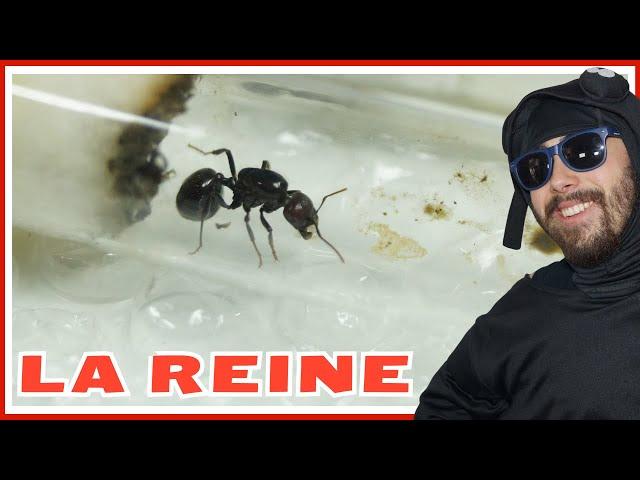 Guide fourmi Messor barbarus : la reine (épisode 1)