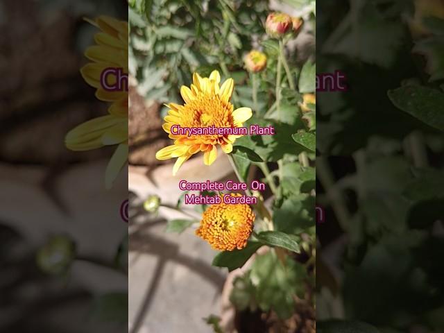 Chrysanthemum Plant December Care Growing Gul e Daudi Plant From #Cuttings #Chrysanthemum #Flowers