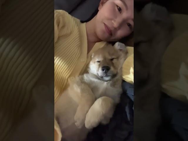 꿈나라감자 찌글감자 #강아지 #애견영상 #강아지유튜브