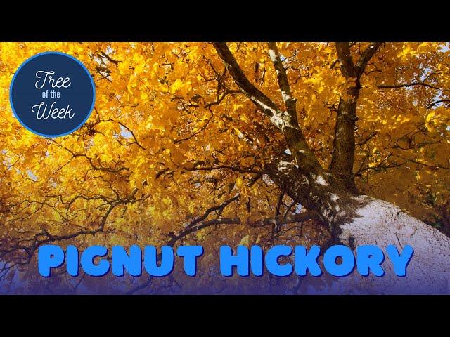 Tree of the Week: Pignut Hickory