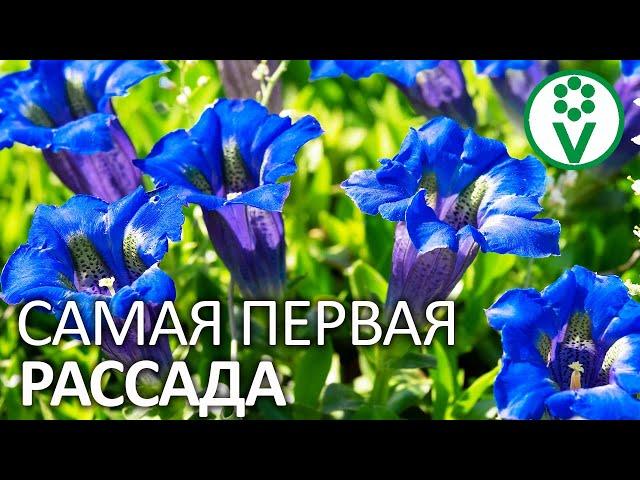 ПОСАДИТЕ ЭТИ ЦВЕТЫ НА РАССАДУ ПОКА НЕ ПОЗДНО! Посев семян цветов