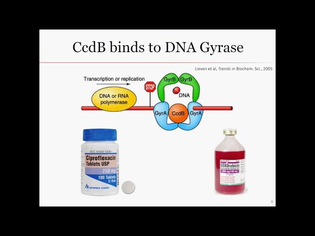 CcdA/CcdB Toxin-Antitoxin System