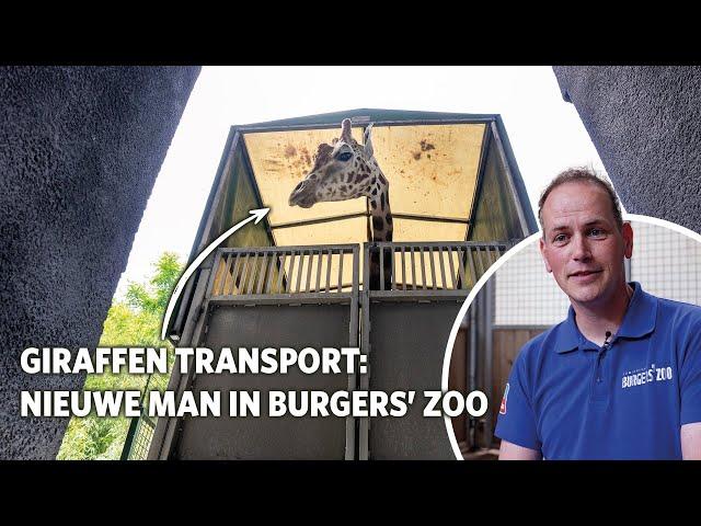 Nieuwe giraffenman uit GaiaZoo komt aan in Burgers' Zoo 