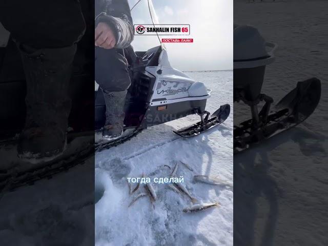 Анекдот про золотую рыбку  #сахалин