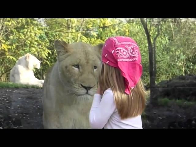 little girl facing the lion