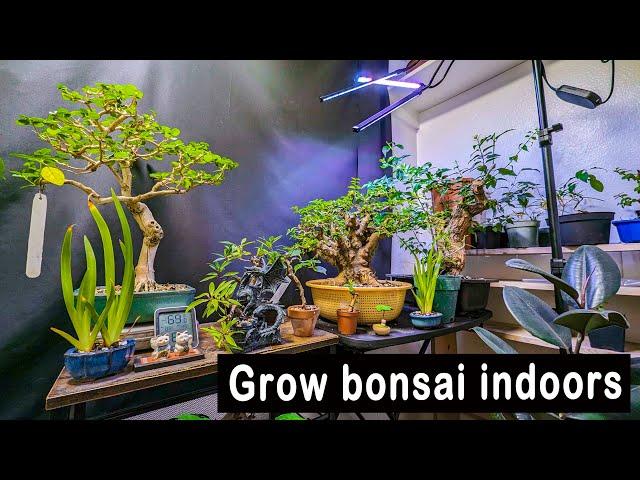 How to keep bonsai trees alive indoors! my set up.