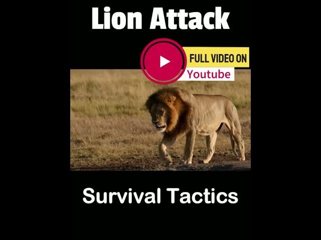 Survive Lion Attack #lion #lionencounter #lionlover #lions #lionattack #survive #survivethekiller