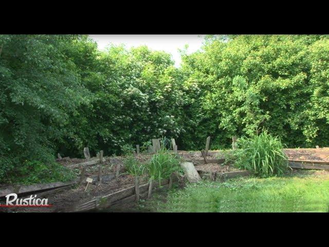 La création d'un jardin-forêt ou  forêt nourricière