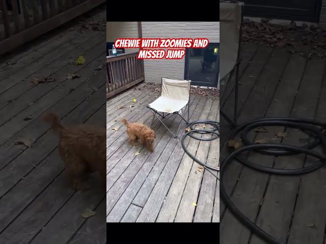 My Five Month Old Cavapoo, Chewie with the Zoomies and Missed Jump. 