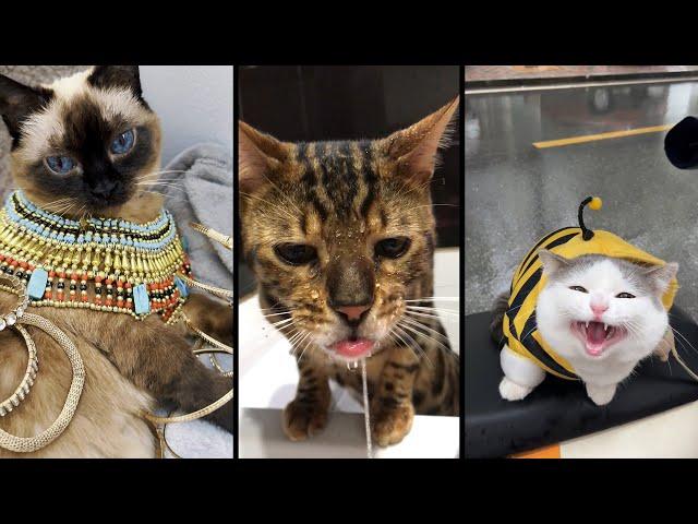 Funny and cute CATS Videos Сompilation # 33