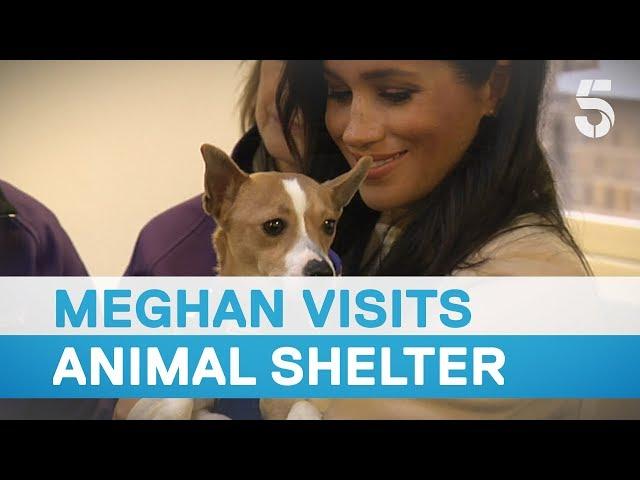 Meghan Markle called 'fat lady' as she visits Mayhew animal shelter | 5 News