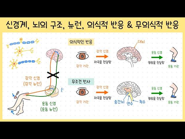 [중3_자극과 반응] 2강. 신경계(중추신경, 말초신경)￨뇌와 척수￨뉴런￨의식적 반응&무의식적 반응(조건 반사, 무조건 반사)￨무릎 반사