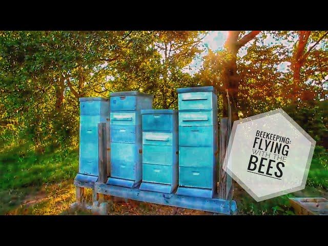 #BEEKEEPING: Flying with the Bees