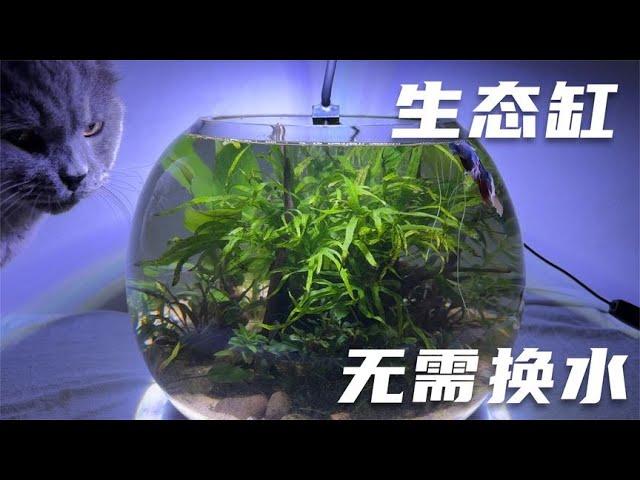 如何打造一个不用维护的生态缸（两个月变化）