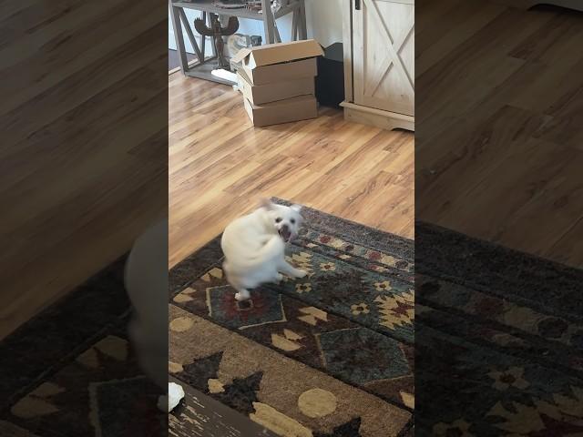 Leo Tail Chasing Edition #dog #chihuahuas