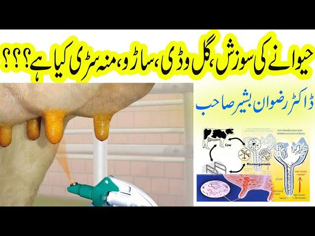 Learn about Mastitis with Dr Rizwan Bashir sb