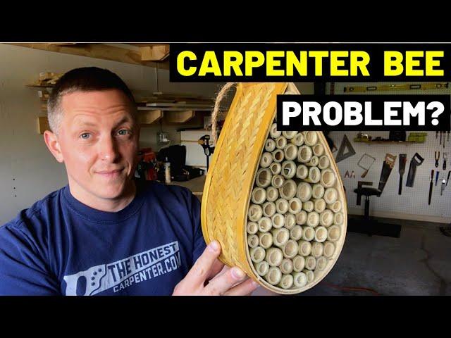 How Much DAMAGE Can CARPENTER BEES Cause?! (What To Do About Carpenter Bees/How To Get Rid?)