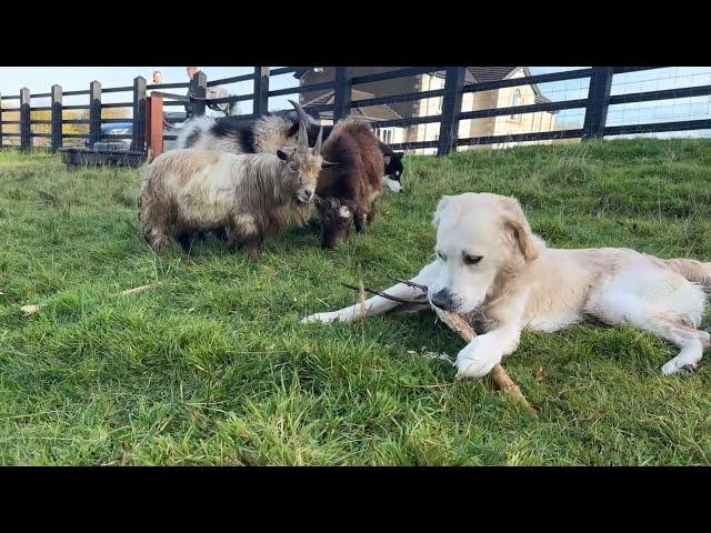 Pygmy Goats React To Golden Retriever Energy! (Baby Too!!)