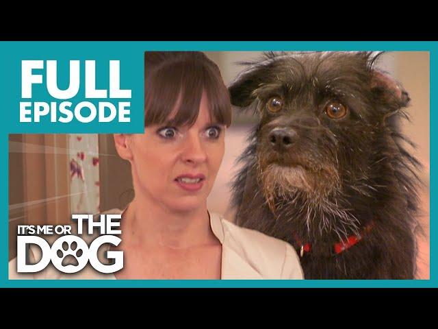 Dog Turns Owner's Bedroom into his Bathroom | Full Episode USA | It's Me or The Dog