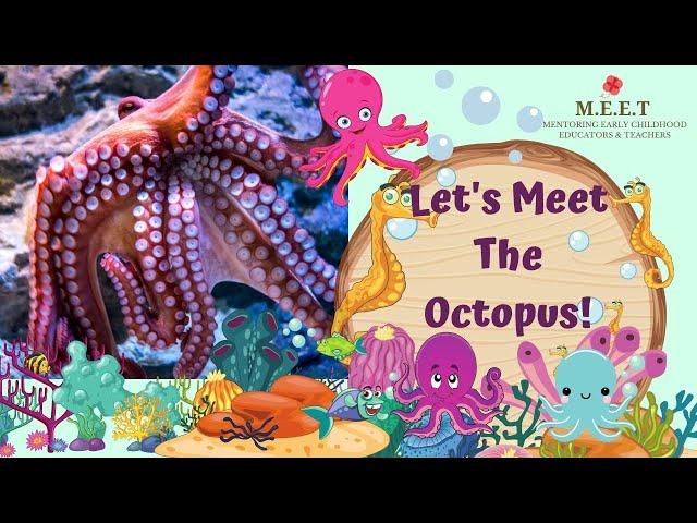 Let's Meet The Octopus! | preschool learning videos on sea animals (Giant Pacific Octopus)