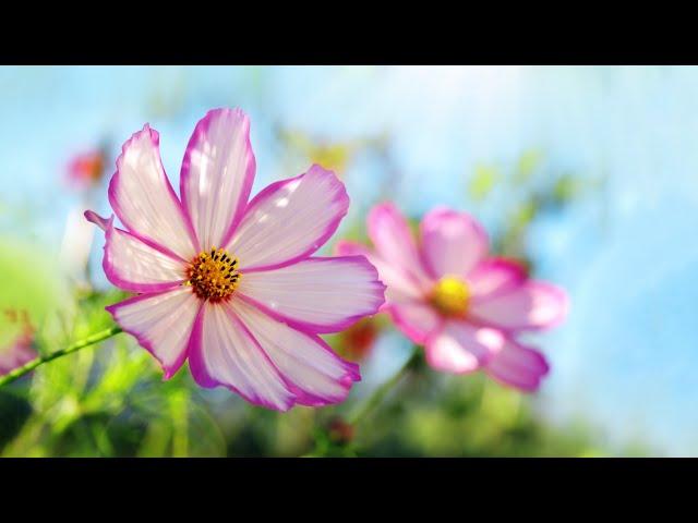 Beautiful Piano Music - Relaxing Music, Study Music, Stress Relief, Sleep Music (Lily)