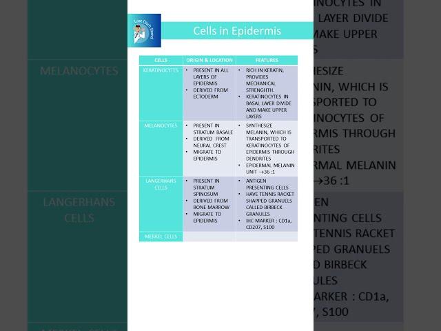 Cells of Epidermis, Rapid revision, #dermatology #skin  #neetpg #fmge #inicet  #next