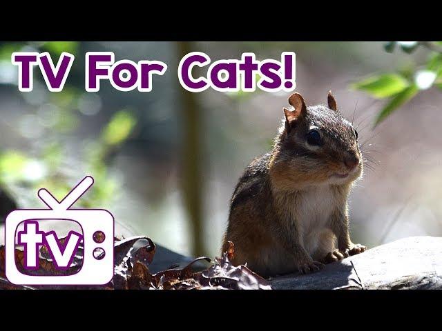 Cat TV: Videos for Cats to watch with Relax my cat music!