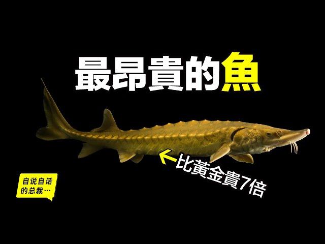 鱘魚：從2億年不進化的王者，到被人類圈養的食物，曾經不過是俄國人的黑暗料理，到現在卻是比黃金還貴的奢侈食物，這背後原來隱藏著一個讓人心酸的商業秘……|自說自話的總裁