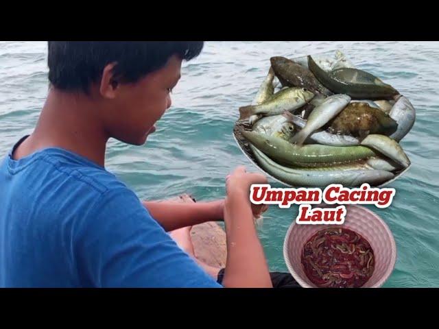 Mancing Umpan Cacing Laut Dapat Ikan Kakap | Umpan Jitu untuk mancing ikan karang