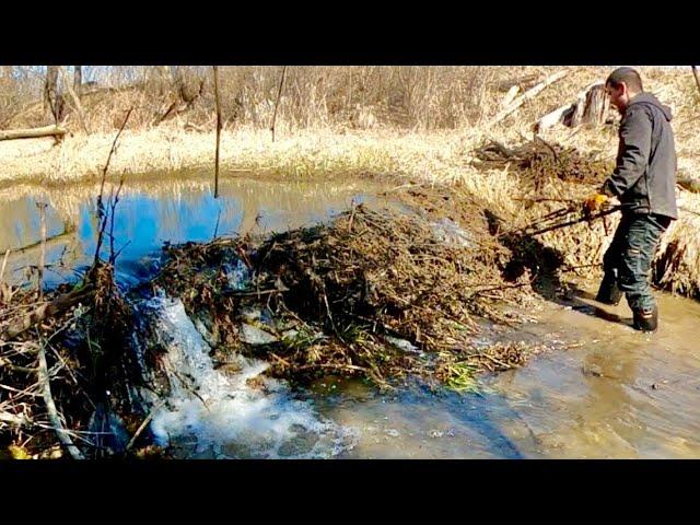 “THE LAST DAM STANDING” Beavers Final Barrier FALLS !