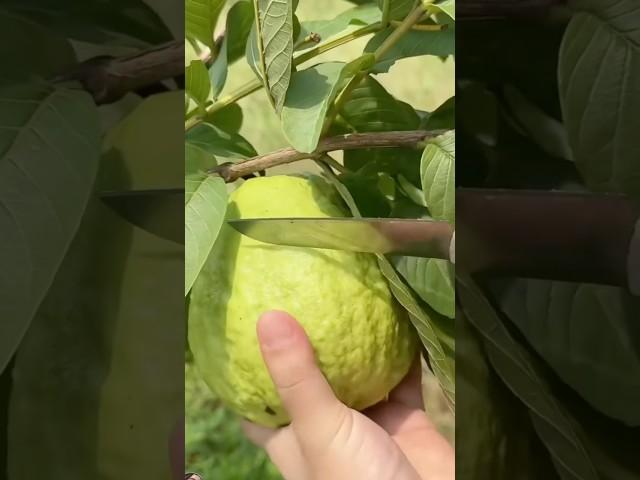 harvest giant guava #fruit #satisfying #summer #gardening