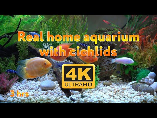 Real aquarium in 4K  Cichlids  3 hours