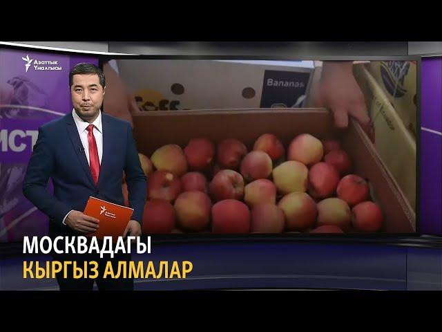 Москвадагы кыргыз алмалар | “Данисте” турмуш окуялары