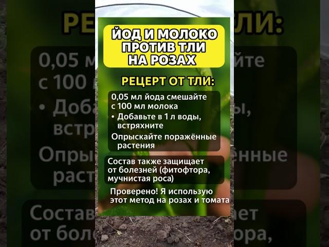  ЙОД + МОЛОКО — МОЩНОЕ СРЕДСТВО ОТ ТЛИ НА РОЗАХ! 