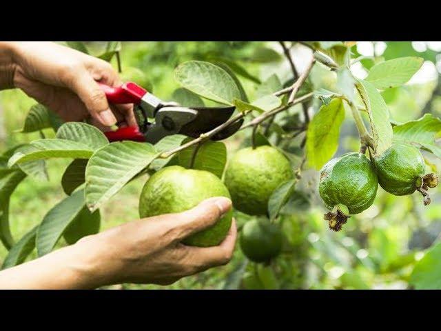 Guava Tree Pruning – How to Prune Guava Trees – How Do I Prune My Guava Tree – 10 Minute Videos