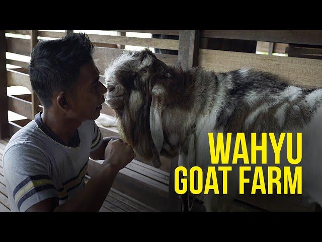 Wahyu Goat Farm - Kambing Mencecah Puluhan Ribu